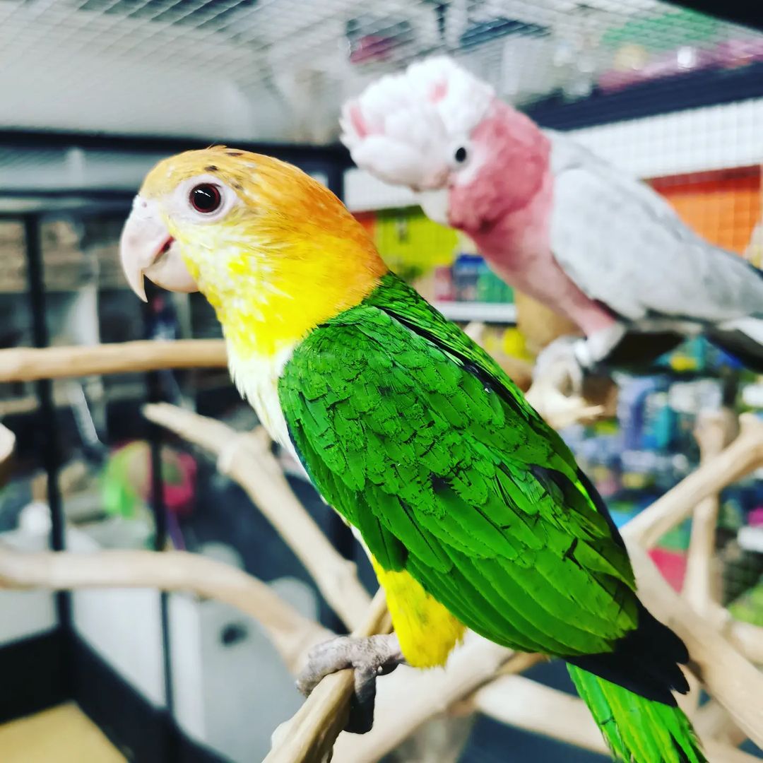 Pet bird store stores near me